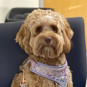 Meet your Posher, Lianne